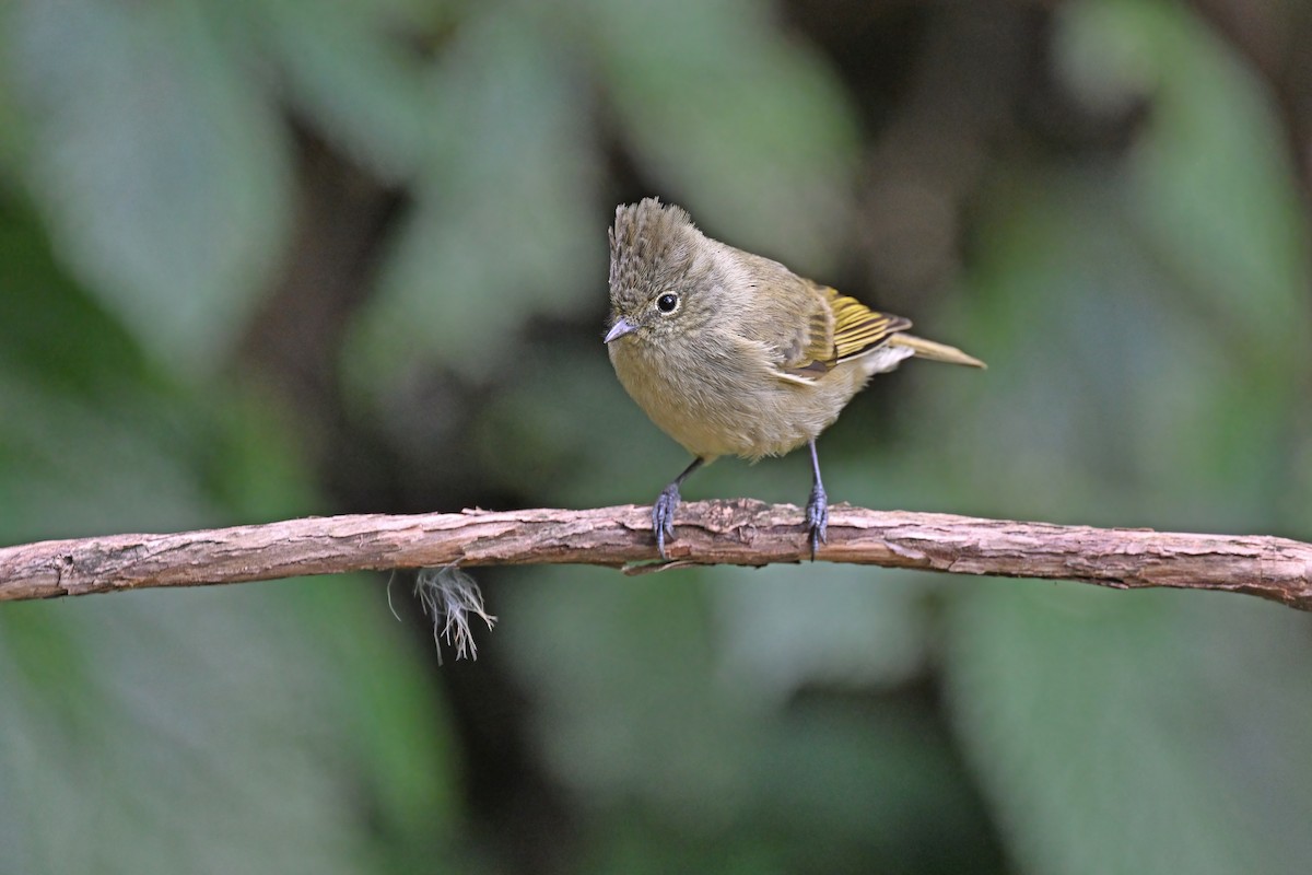 Yellow-browed Tit - ML637135395