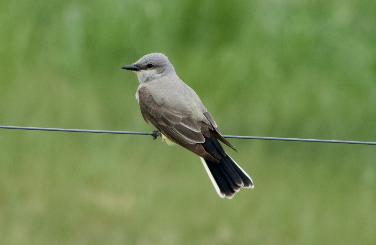 Western Kingbird - ML637135399