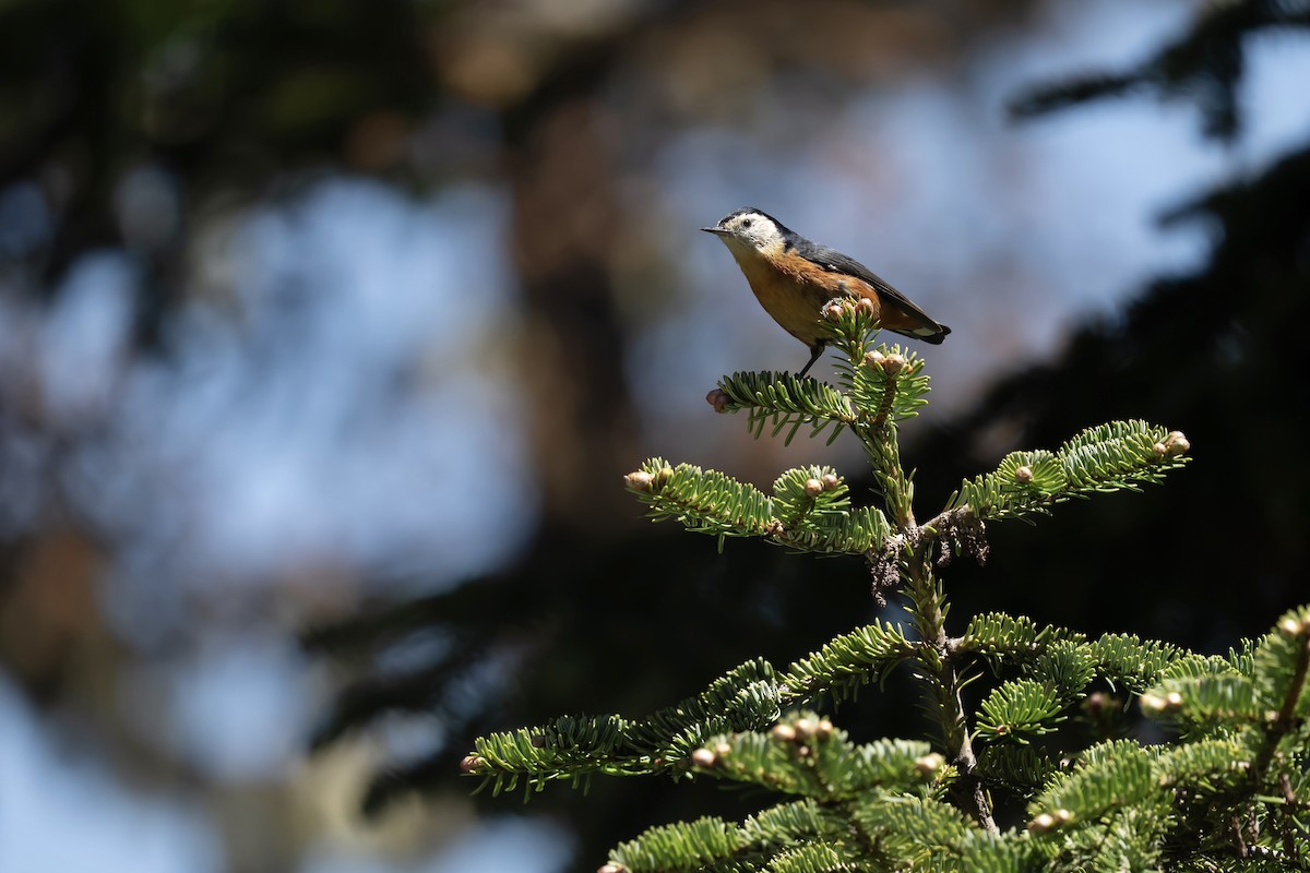 Przevalski's Nuthatch - ML637135400