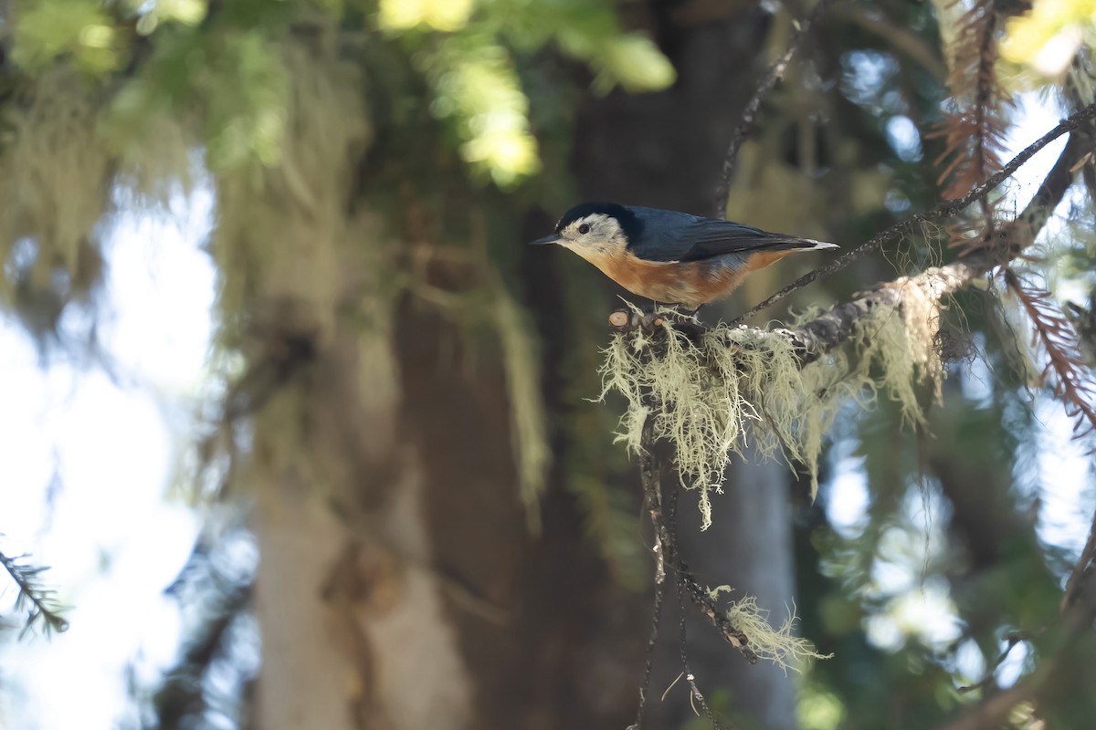 Przevalski's Nuthatch - ML637135401