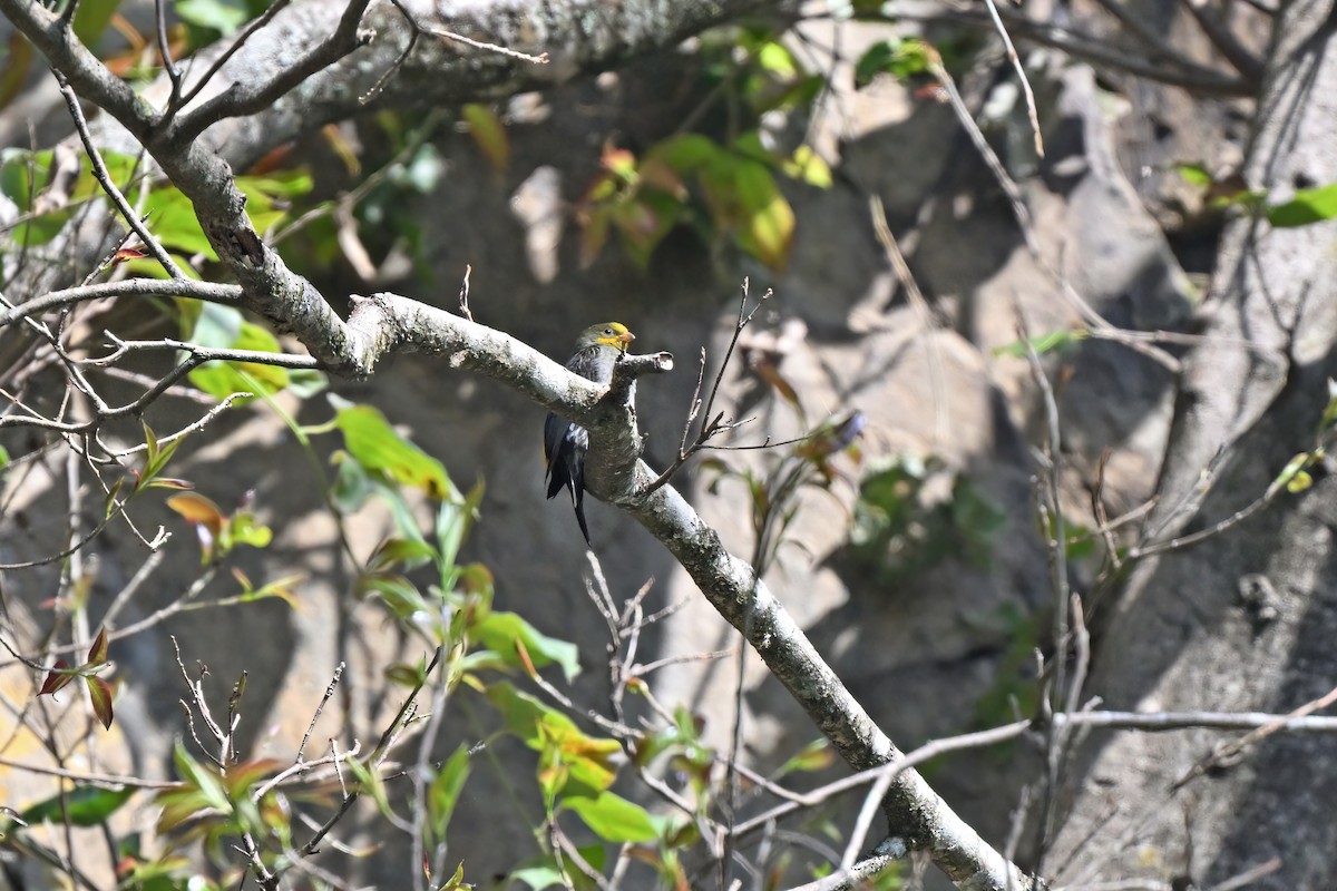 Yellow-rumped Honeyguide - ML637135436
