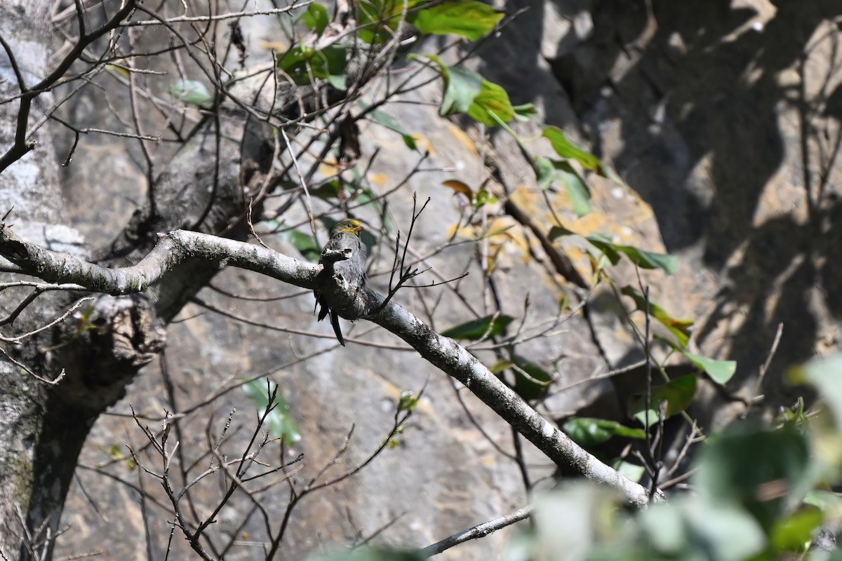 Yellow-rumped Honeyguide - ML637135437