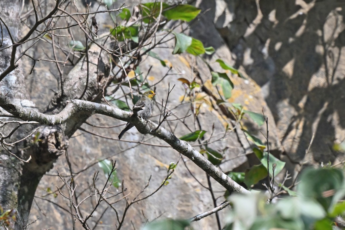 Yellow-rumped Honeyguide - ML637135438