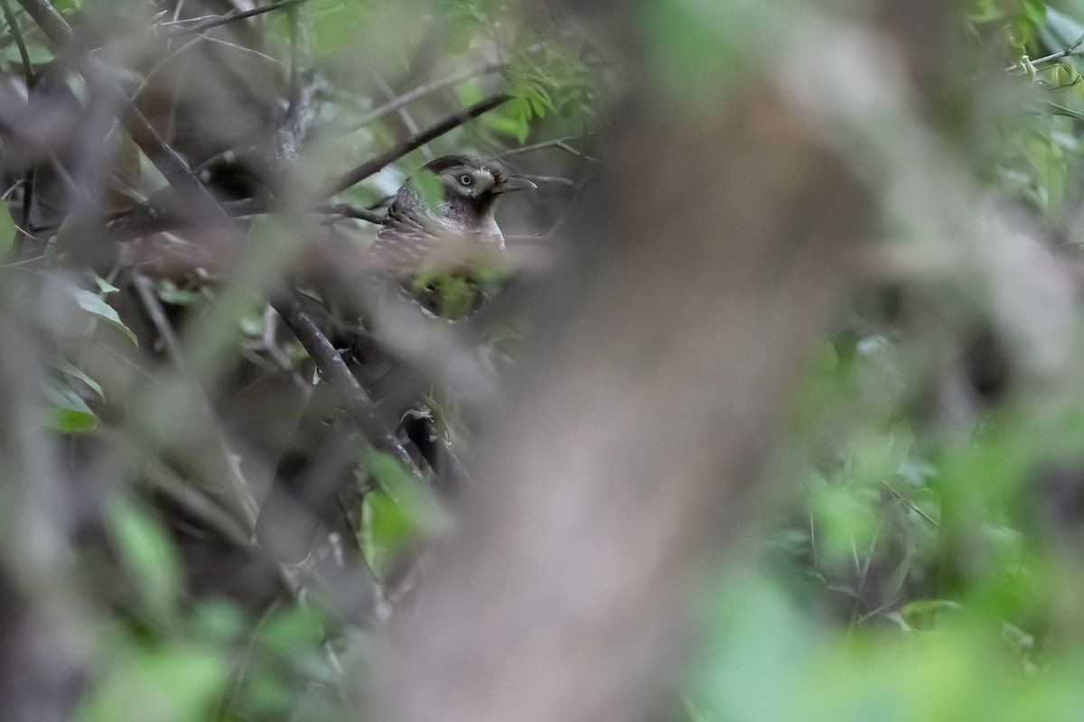Barred Laughingthrush - ML637135452
