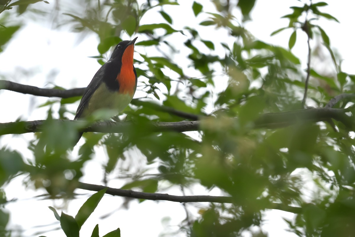 Firethroat - ML637135456