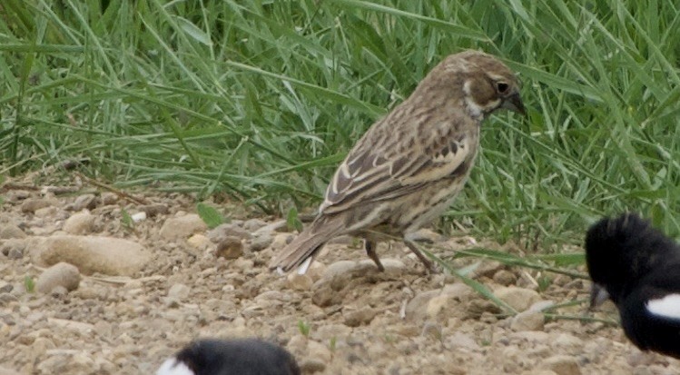 Lark Bunting - ML637135459