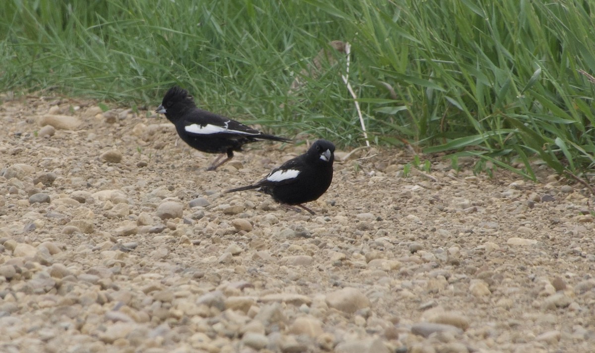 Lark Bunting - ML637135465