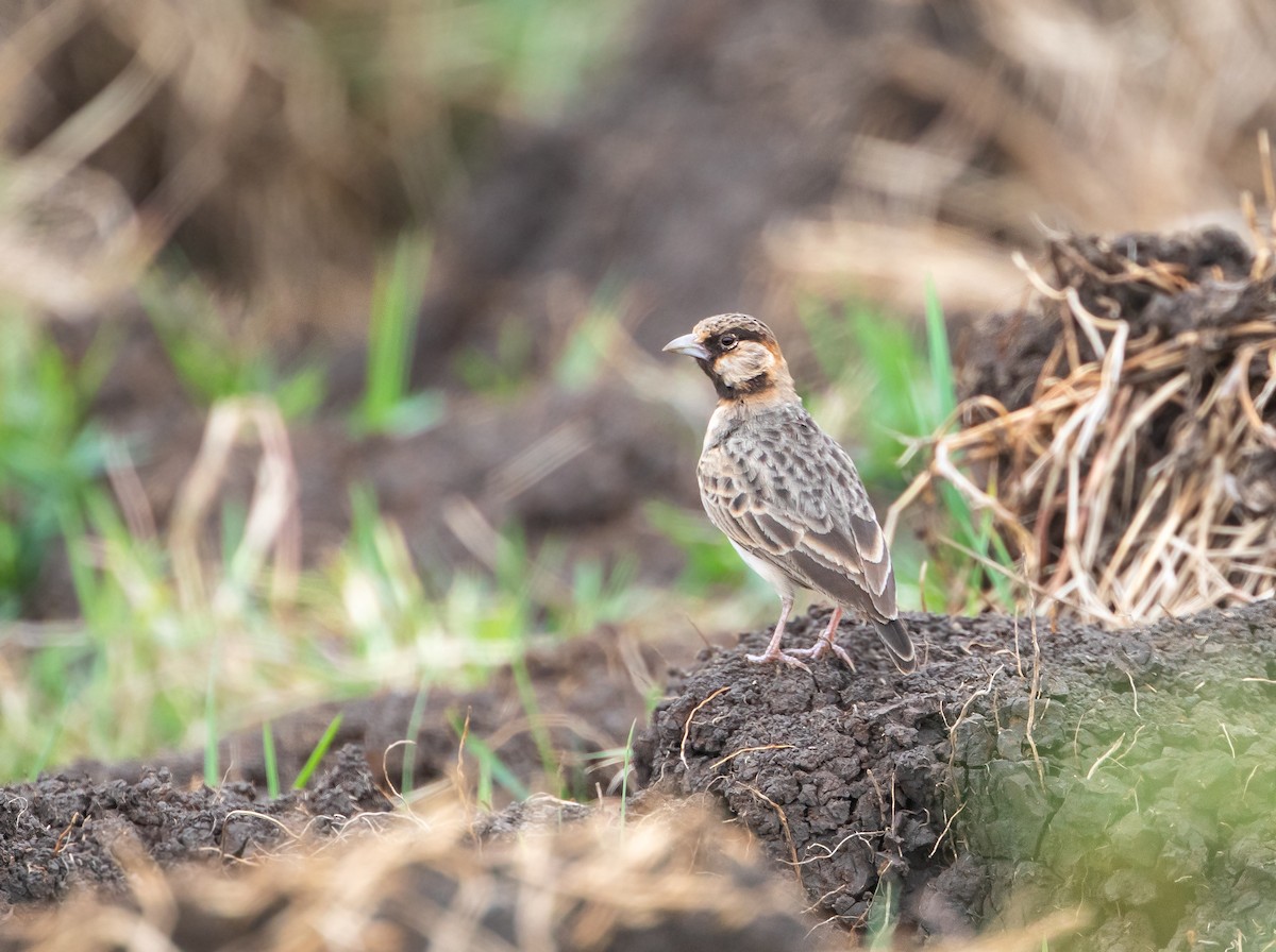 Fischer's Sparrow-Lark - ML637135502