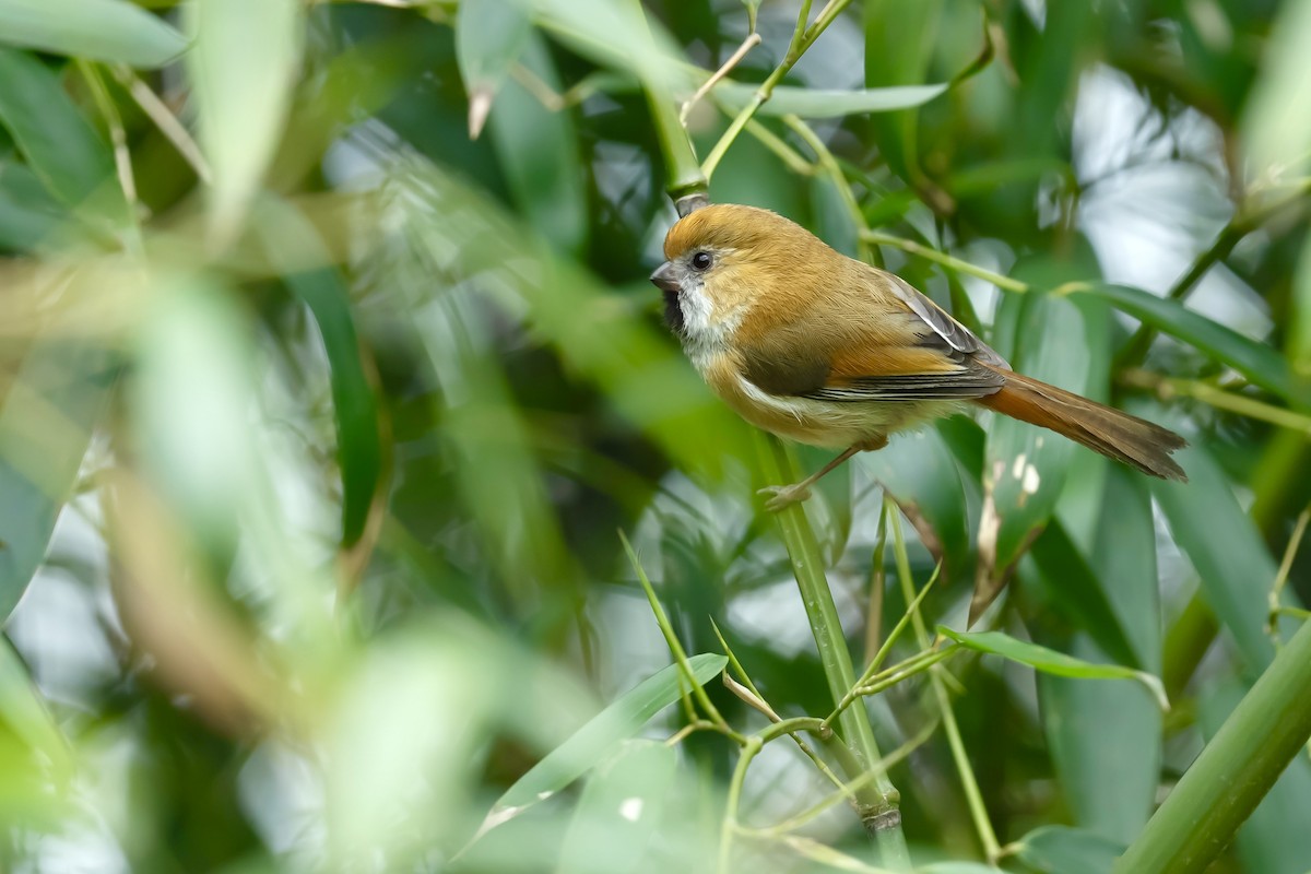 Golden Parrotbill - ML637135530