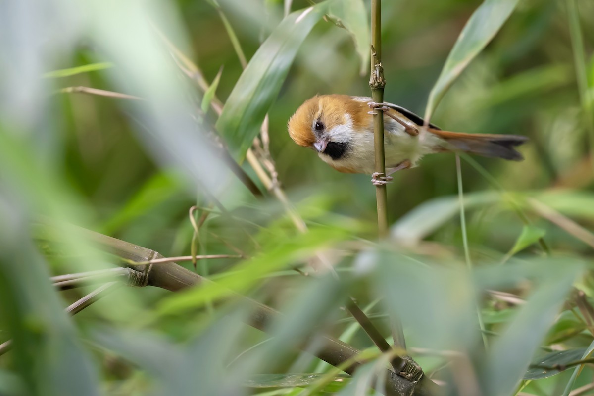 Golden Parrotbill - ML637135531