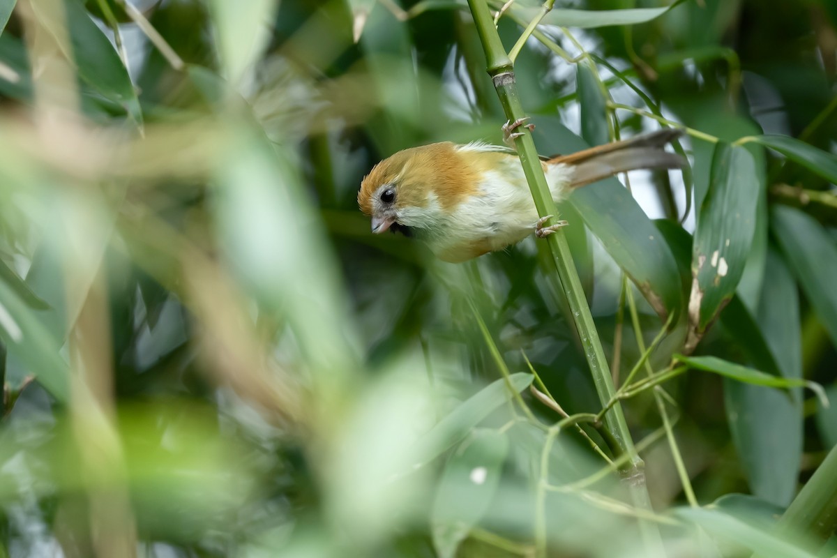Golden Parrotbill - ML637135532