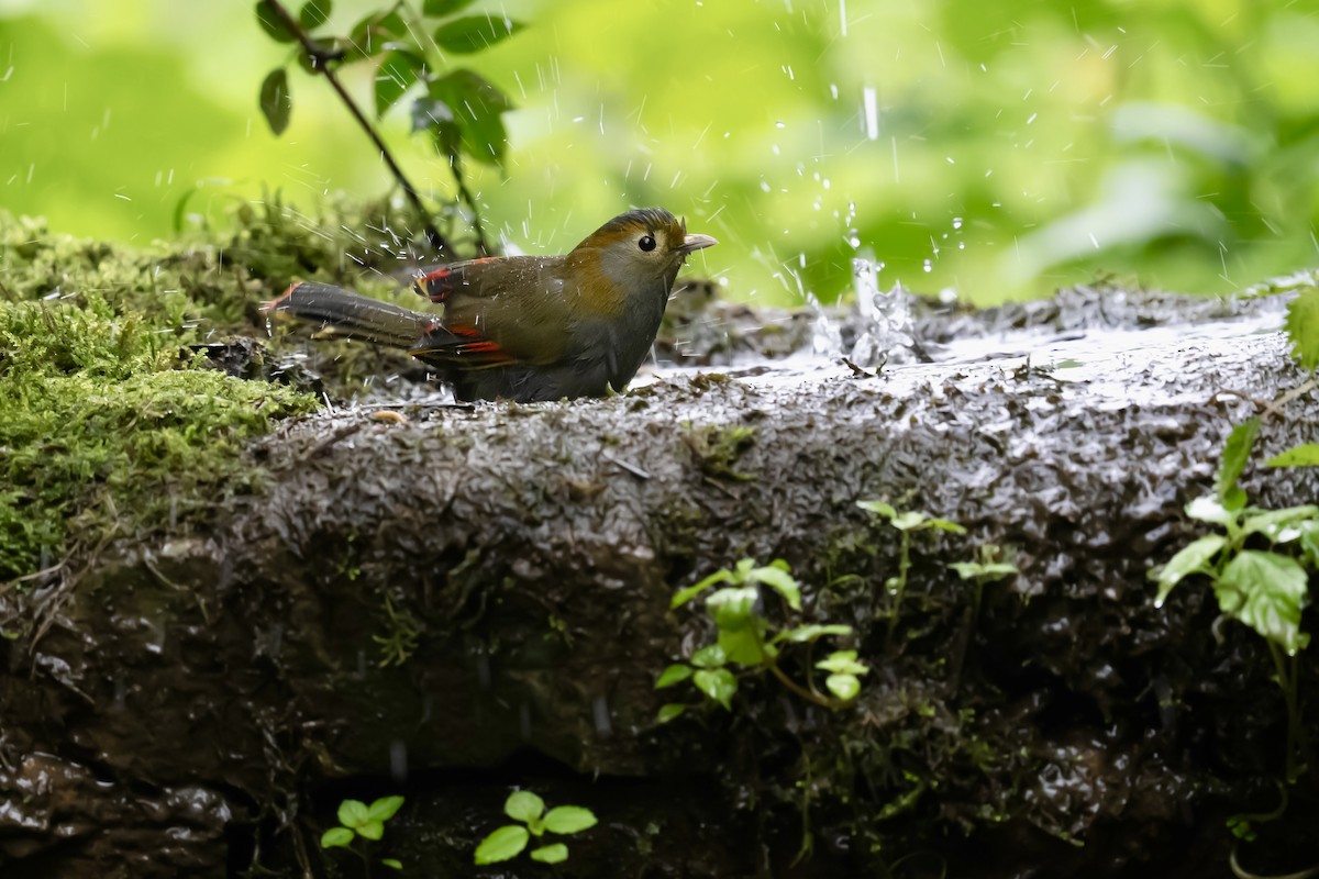Emei Shan Liocichla - ML637135547