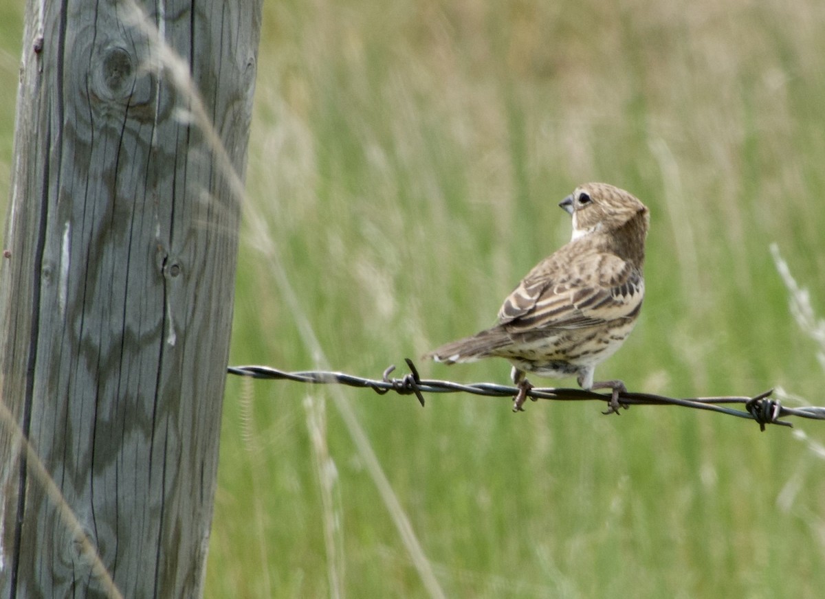 Lark Bunting - ML637135571