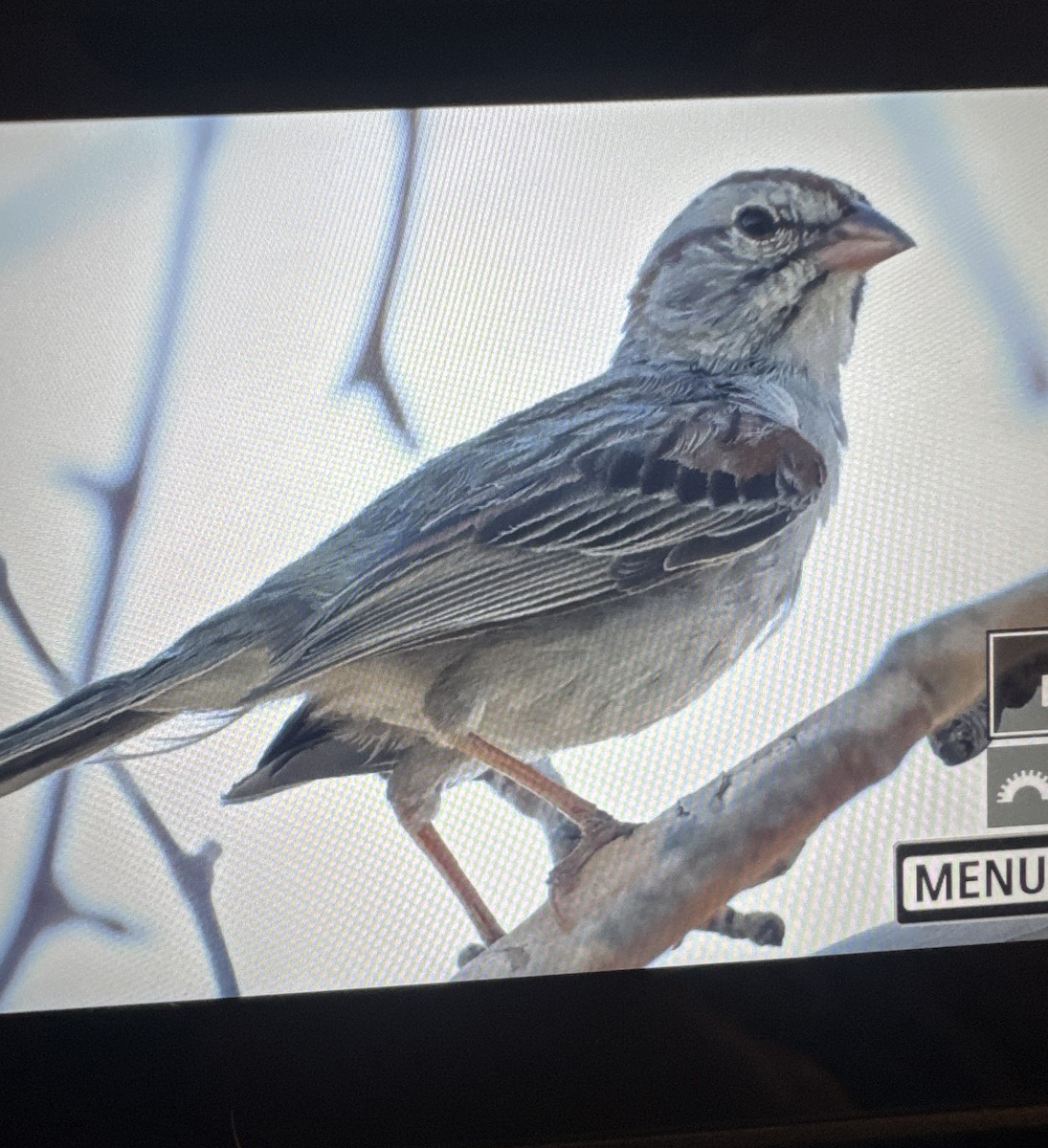 Rufous-winged Sparrow - ML637135574