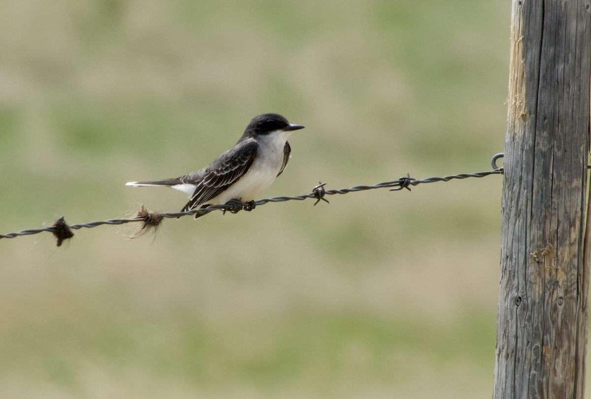 Eastern Kingbird - ML637135588