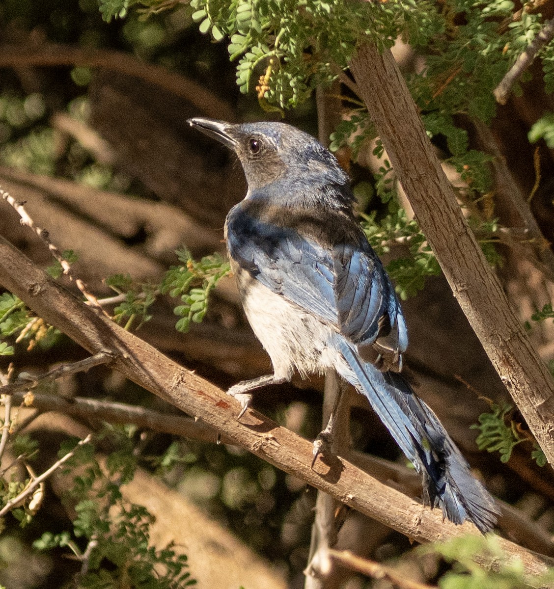 Woodhouse's Scrub-Jay - ML637135593