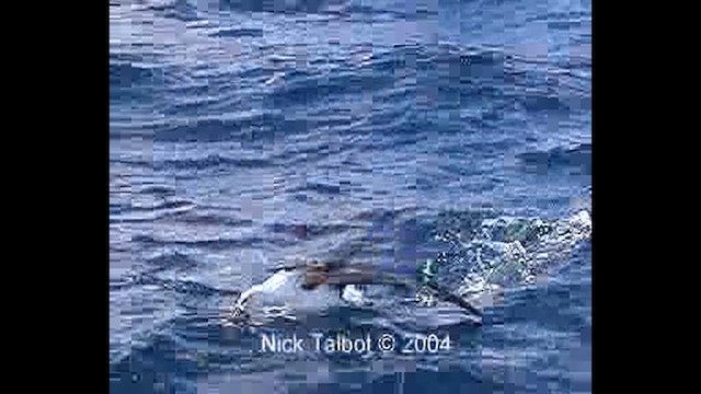 Kerguelenalbatros - ML637135608