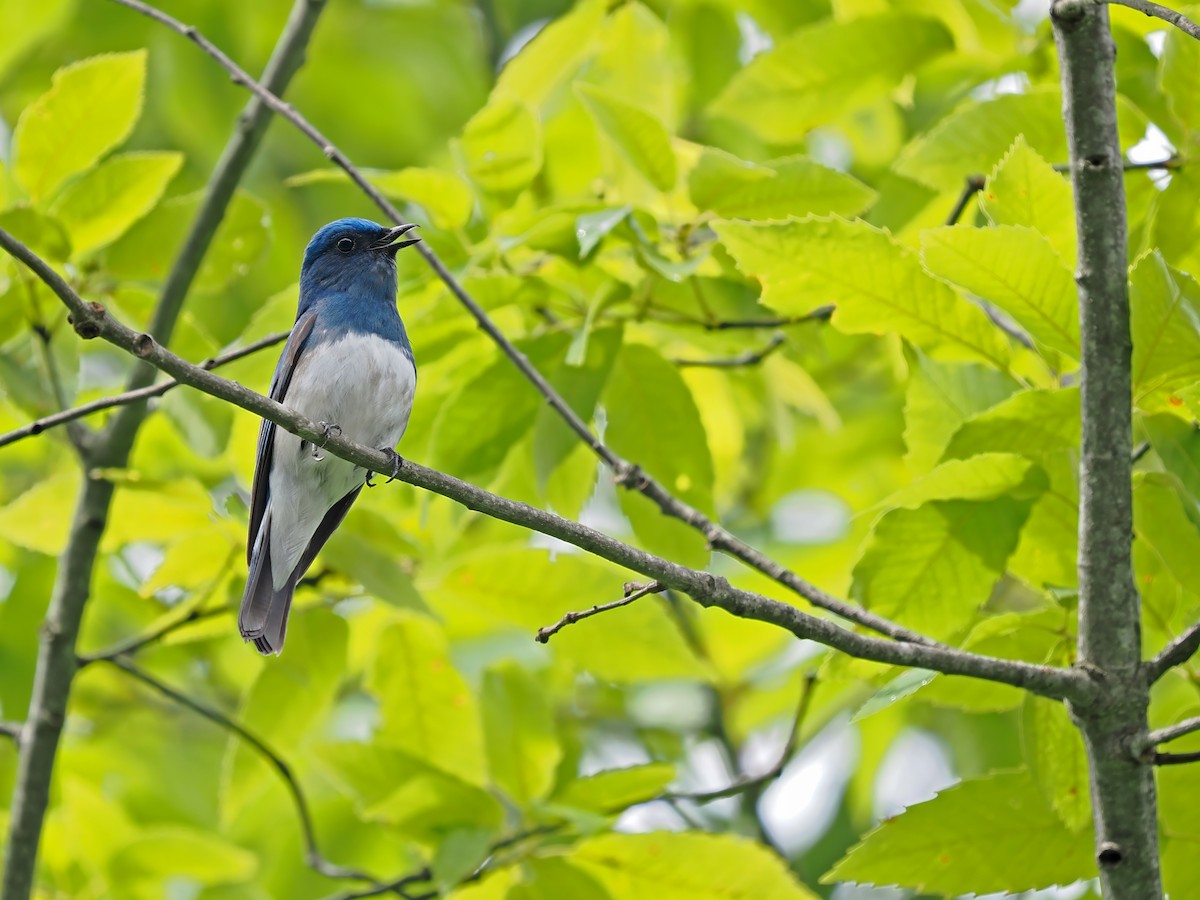 Zappey's Flycatcher - ML637135674
