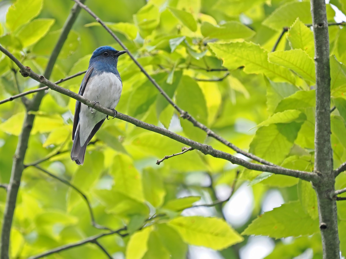 Zappey's Flycatcher - ML637135675