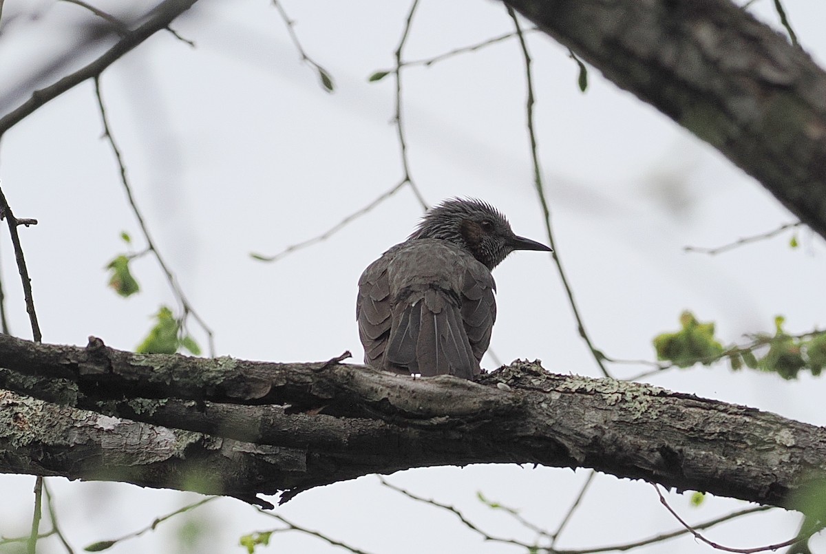 Bulbul à oreillons bruns - ML637135727