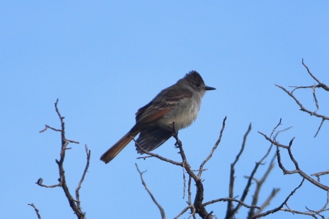 Ash-throated Flycatcher - ML637135764
