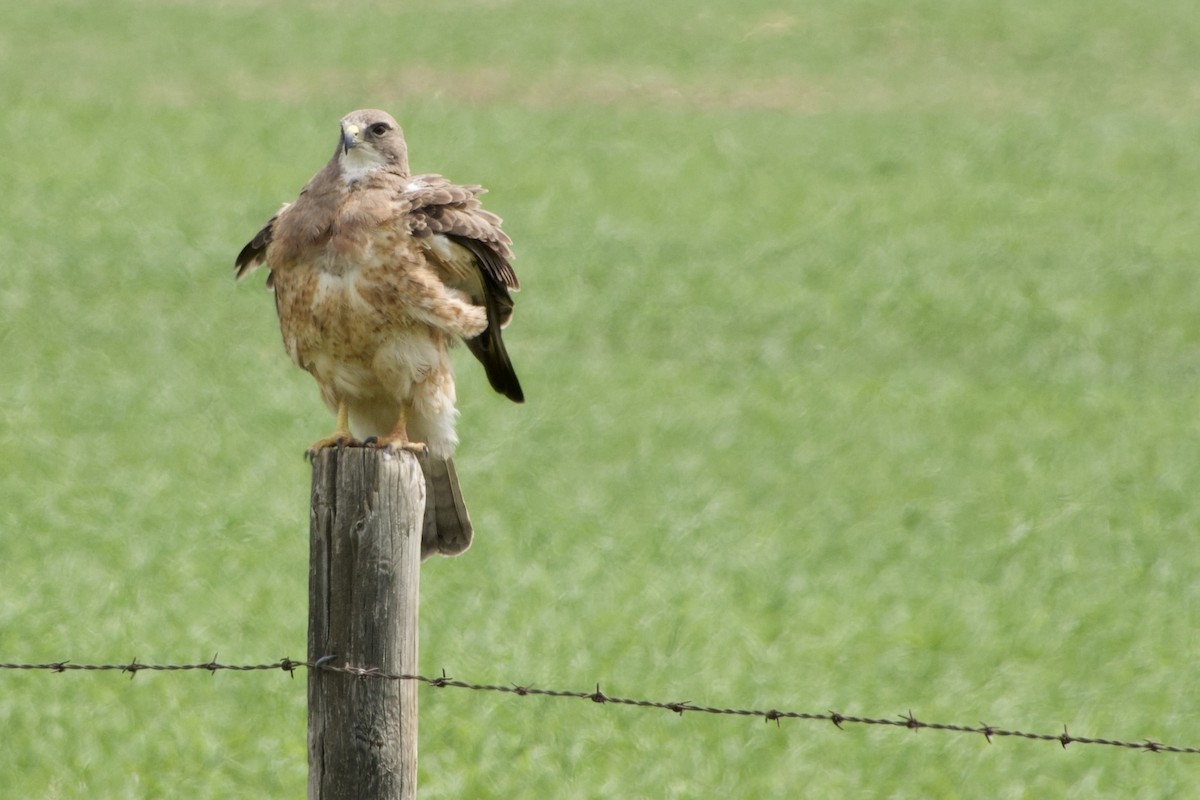 Swainson's Hawk - ML637135769