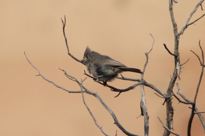 Juniper Titmouse - ML637135773
