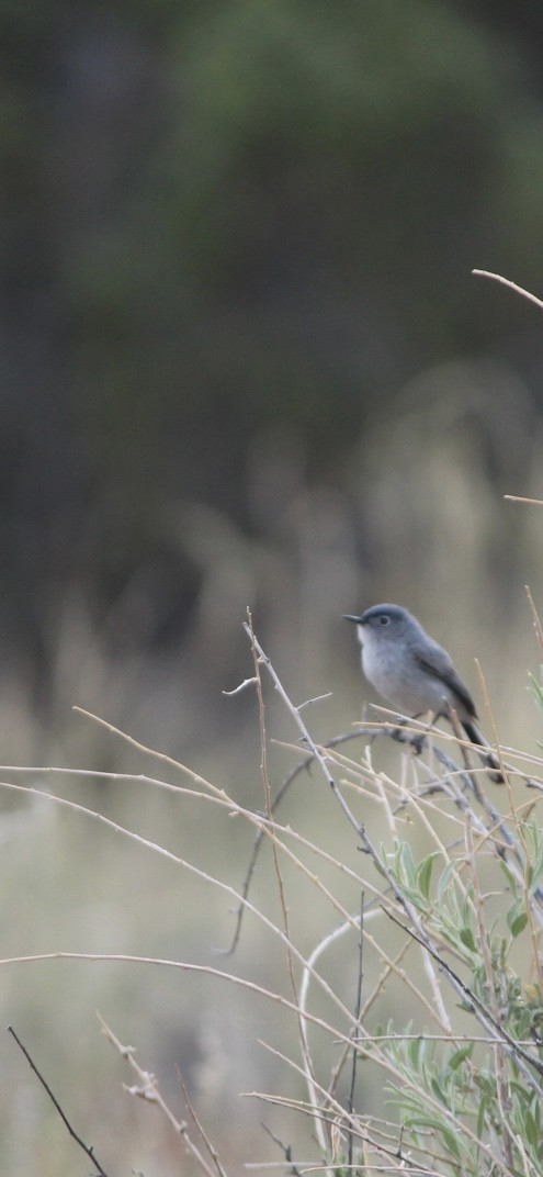 Blue-gray Gnatcatcher - ML637135792