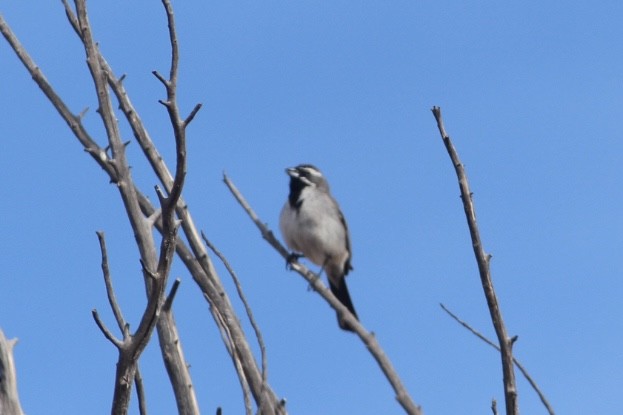 Black-throated Sparrow - ML637135807