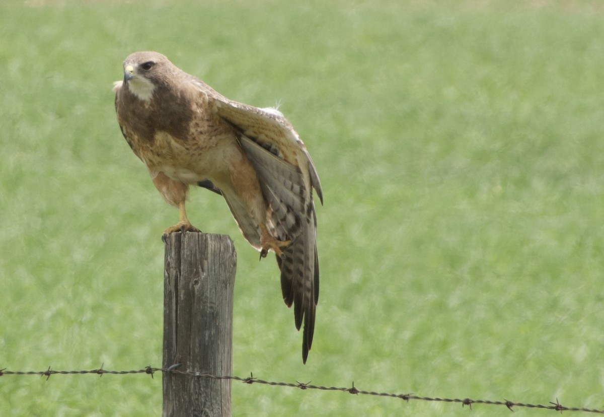 Swainson's Hawk - ML637135846