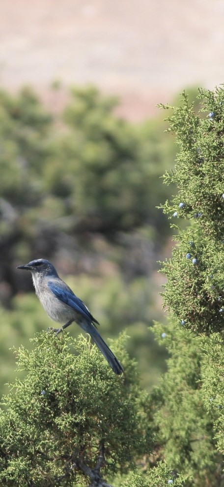 Woodhouse's Scrub-Jay - ML637135851
