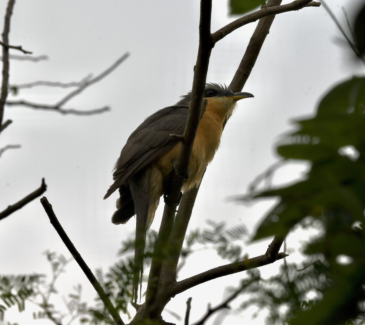 Mangrove Cuckoo - ML637135865