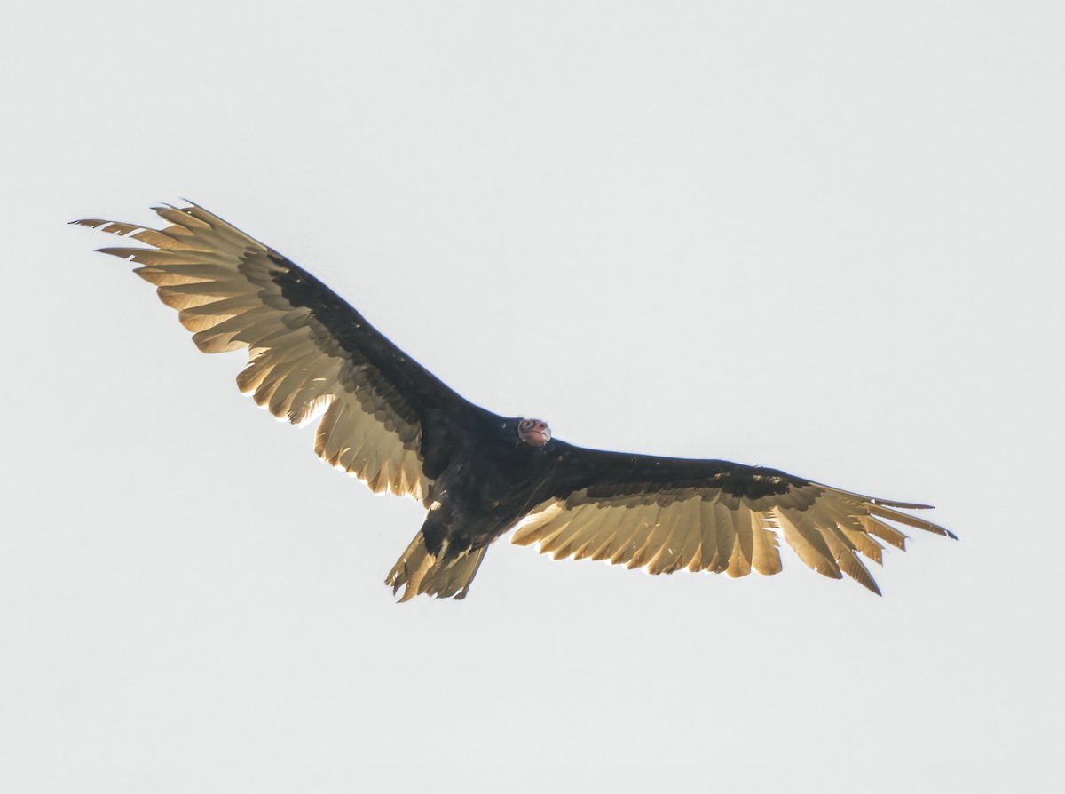 Turkey Vulture - ML637135868