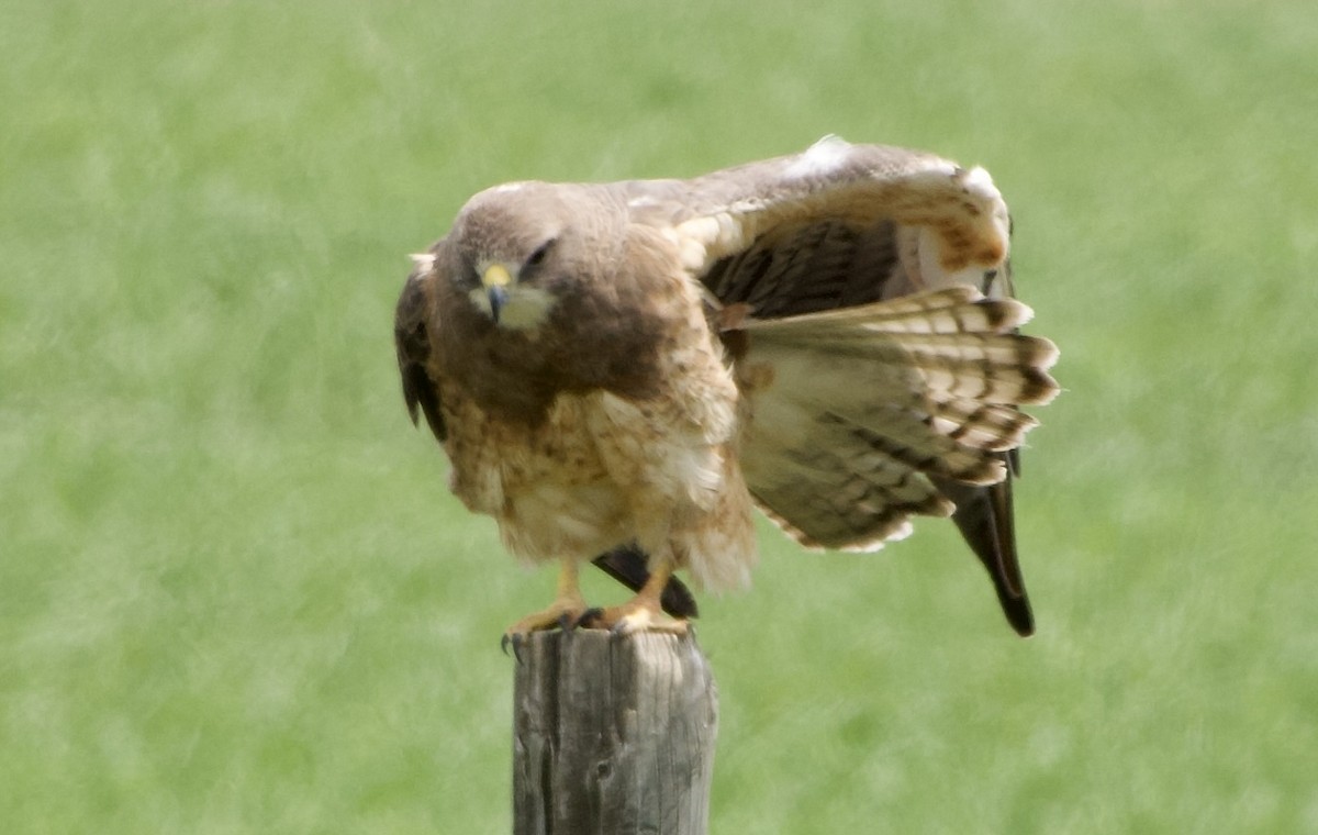 Swainson's Hawk - ML637135882