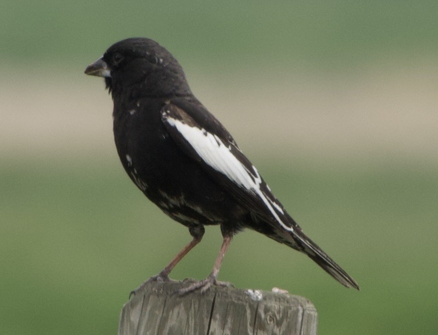 Lark Bunting - ML637135998