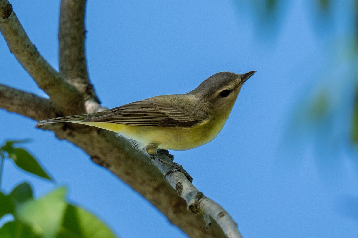 Philadelphia Vireo - ML637136041