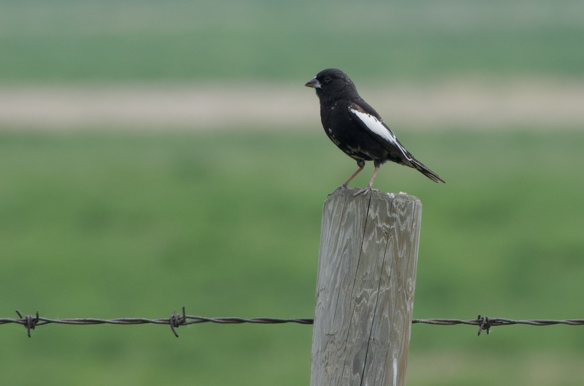 Lark Bunting - ML637136058