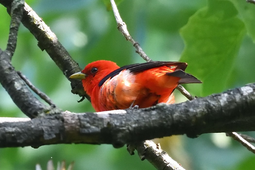 Scarlet Tanager - ML637136102