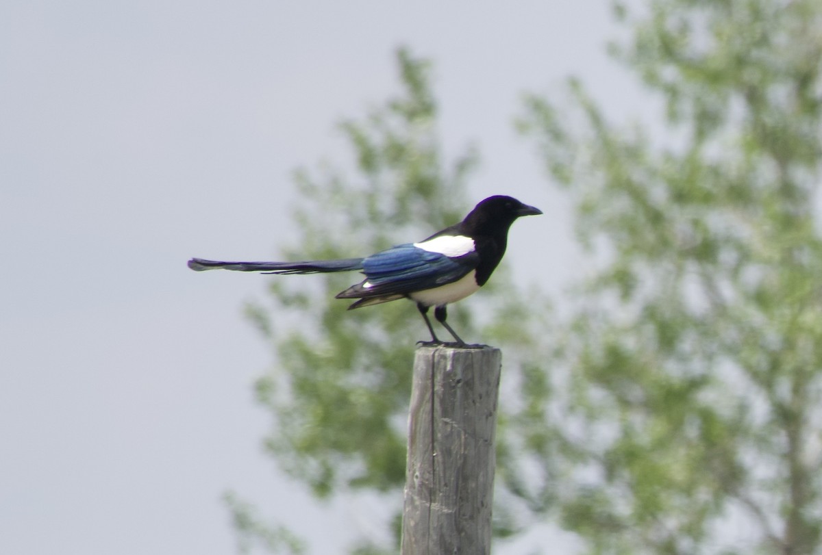 Black-billed Magpie - ML637136103