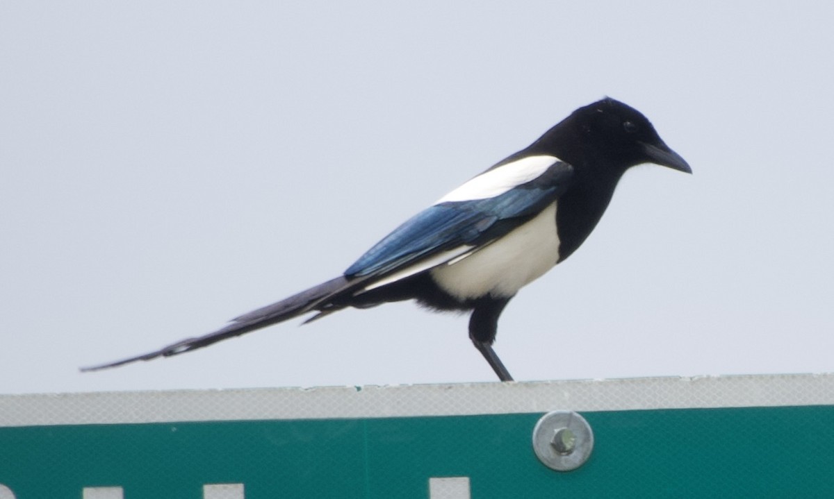 Black-billed Magpie - ML637136125