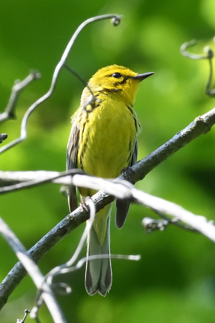 Prairie Warbler - ML637136126