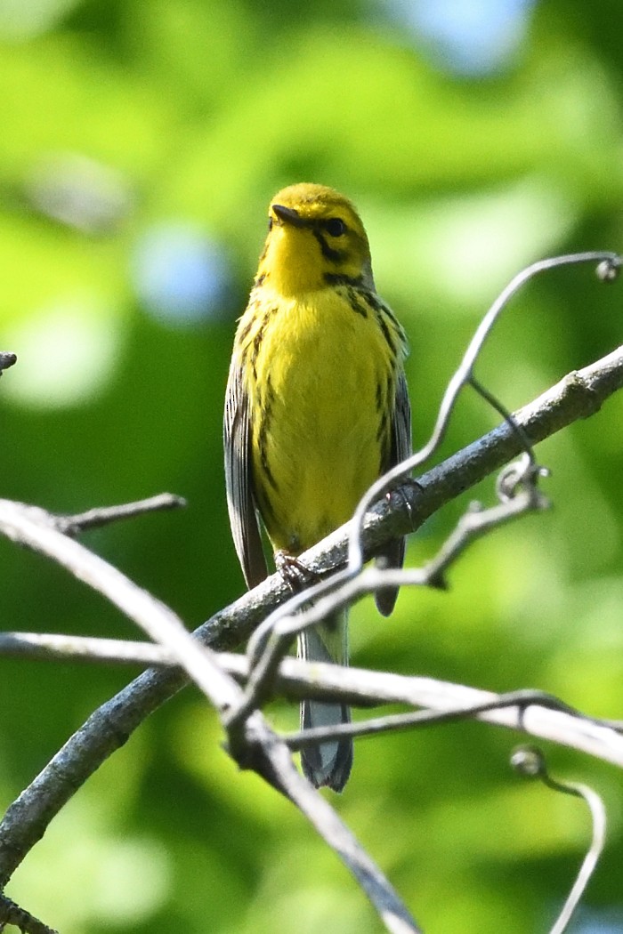 Prairie Warbler - ML637136132