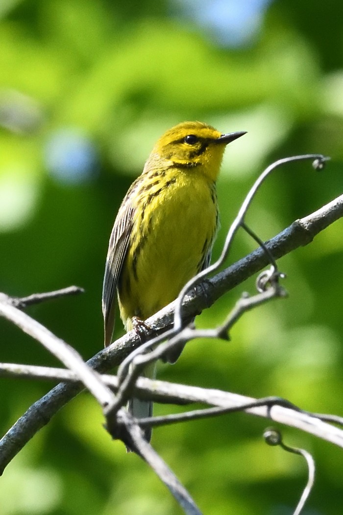 Prairie Warbler - ML637136134