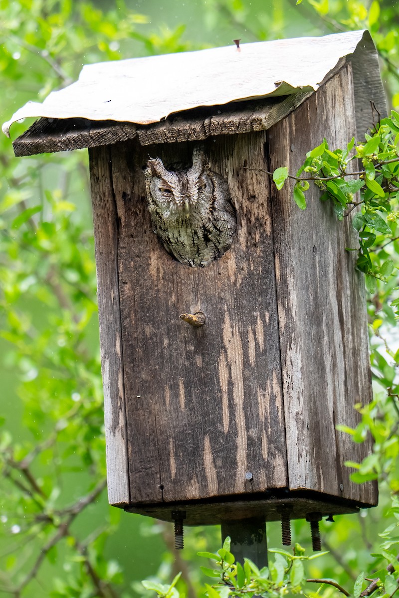 Eastern Screech-Owl - ML637136139