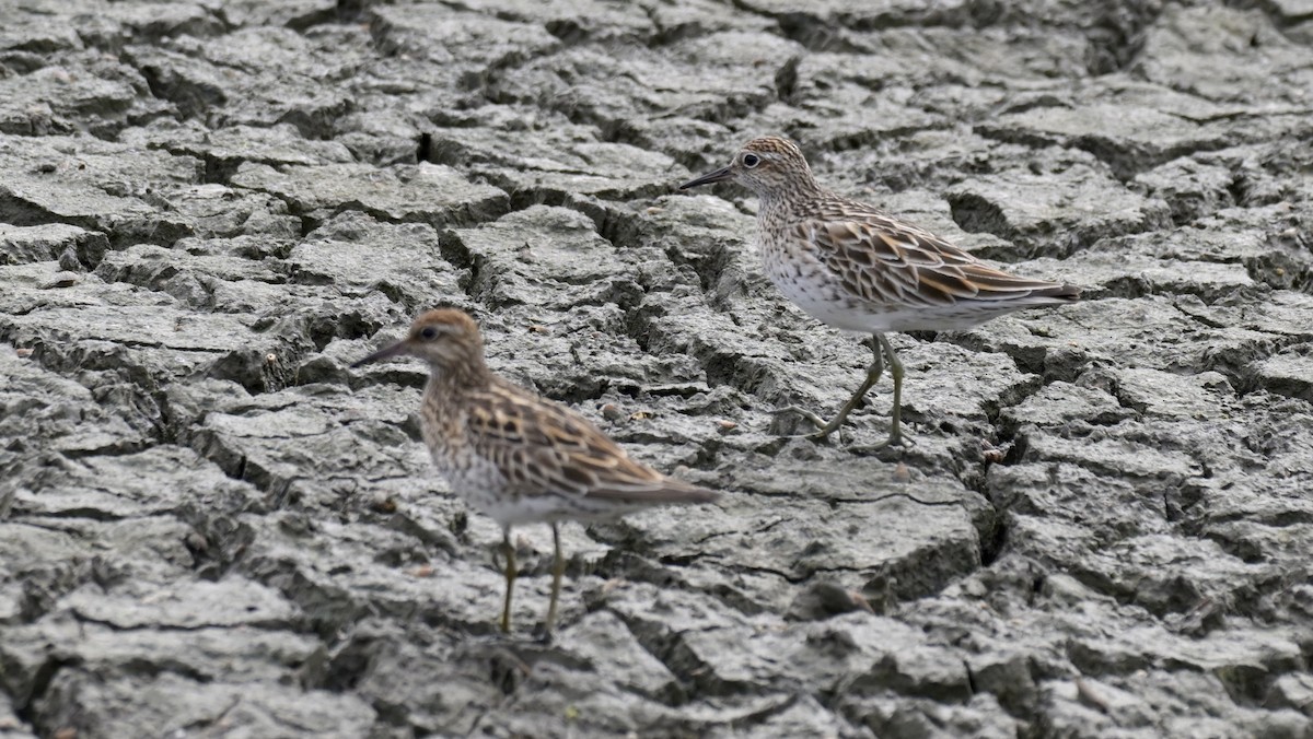 Sharp-tailed Sandpiper - ML637136170