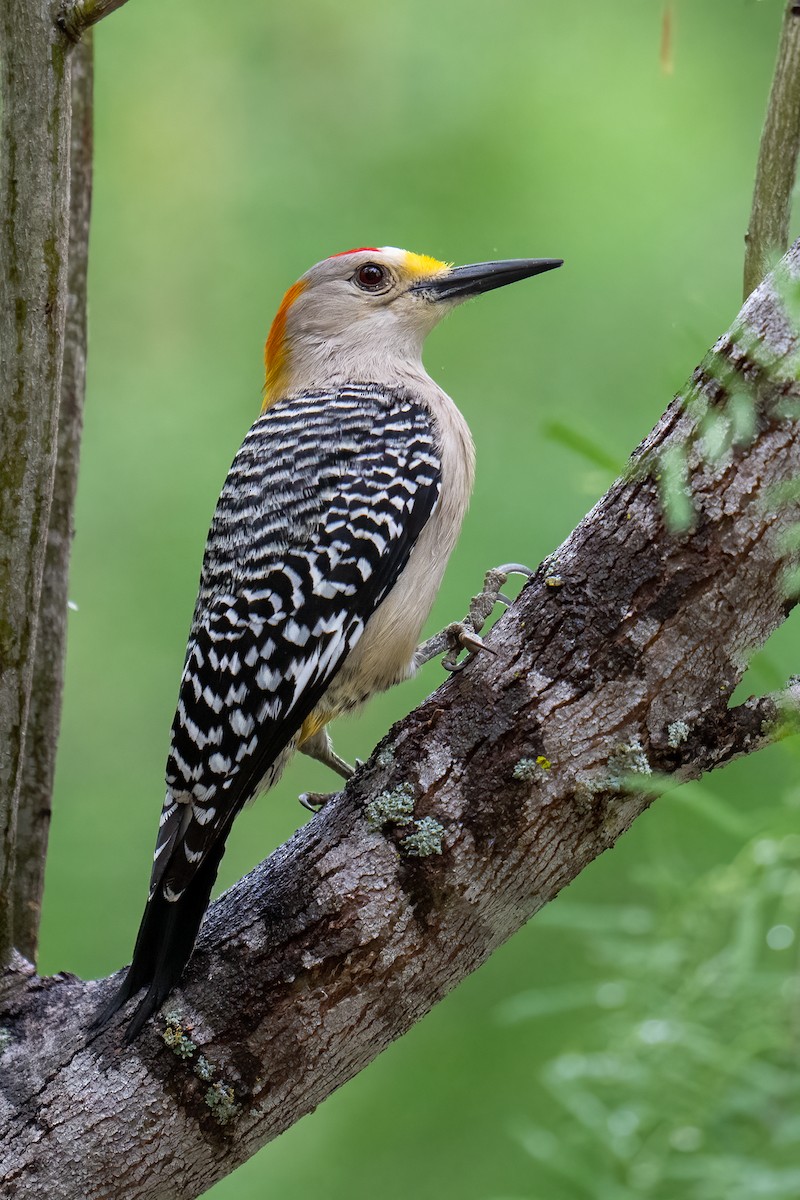 Golden-fronted Woodpecker - ML637136181