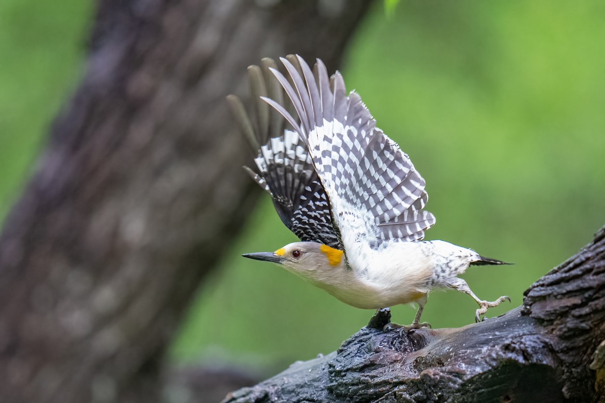 Golden-fronted Woodpecker - ML637136182