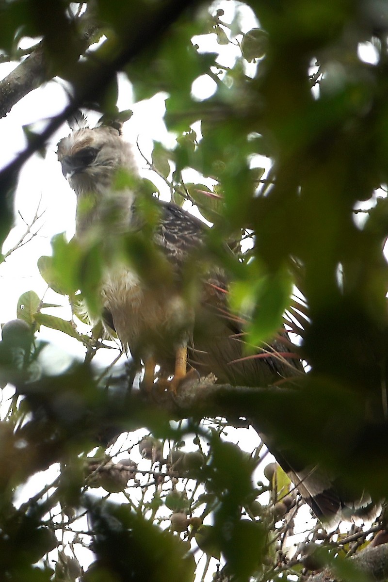 Crested Eagle - ML637136190