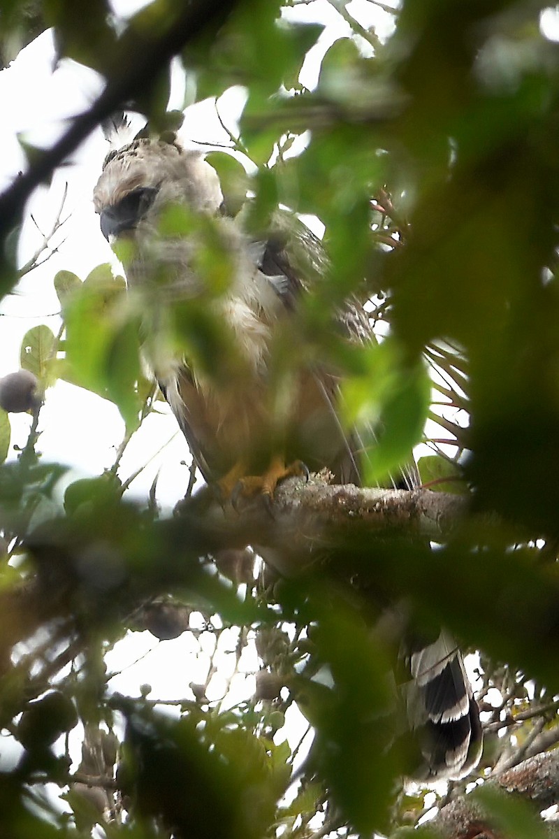 Crested Eagle - ML637136191