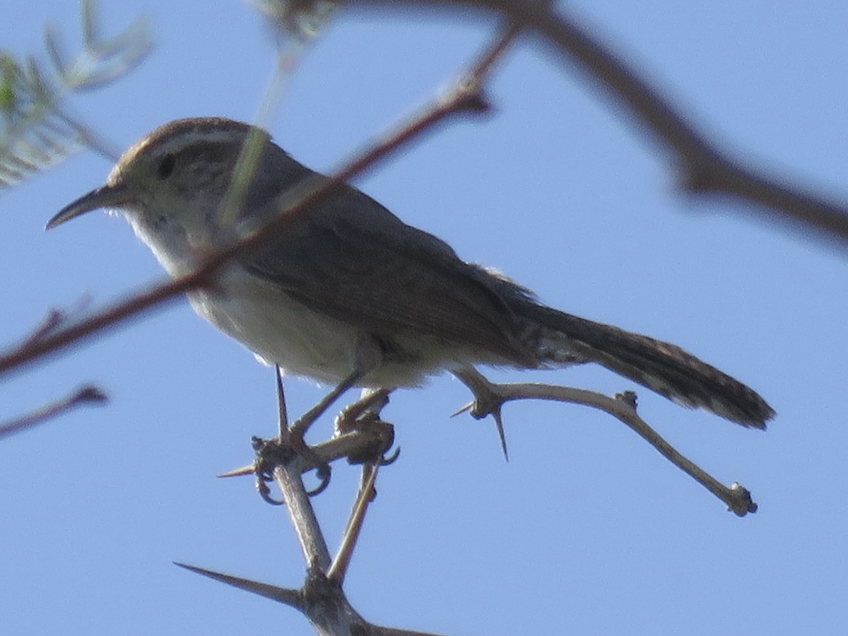 Bewick's Wren - ML637136199